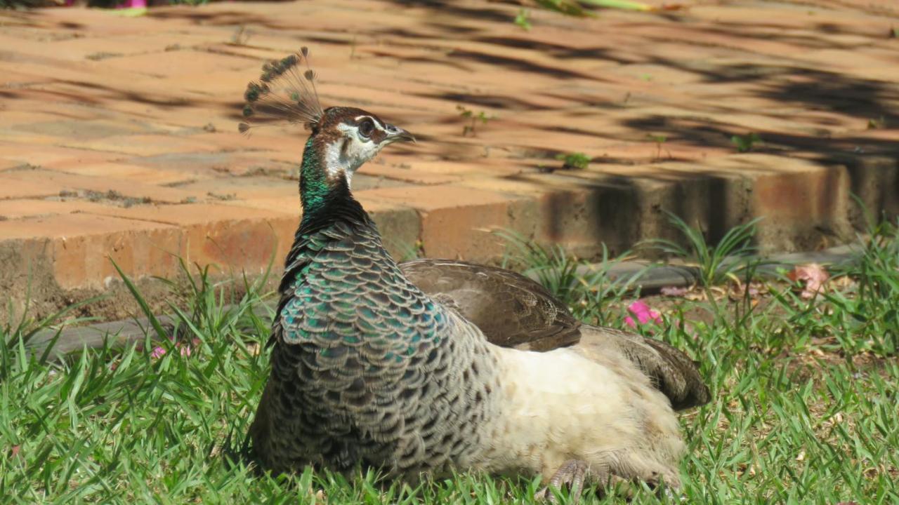 Dwaleni Farm Lodge Matsapha Ngoại thất bức ảnh